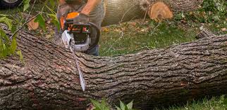 Reliable Cupertino, CA Tree Services Solutions