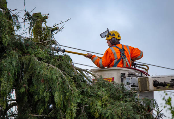 Best Arborist Consultation Services  in Cupertino, CA